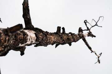 Closeup of a Weathered Dead Tree Branch Against the Sky