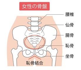Obraz premium 女性の骨盤