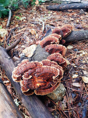 Wild mushrooms. Autumn background. Fungi on tree bark. Trunk on leaf litter with fungi. Parasites, tree bark diseases.