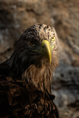 Golden Eagle