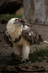 Bearded Vulture