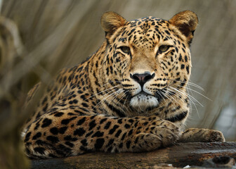 Portrait of Persian leopard in zoo