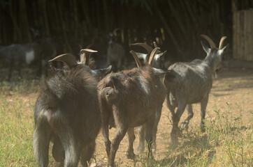 herd of goats in a field