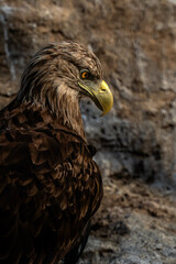 Golden Eagle