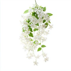 Fototapeta premium Delicate White Flowers and Lush Green Leaves , white background cut out PNG