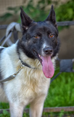 a black and white dog. The animal is standing outside, against a backdrop of green grass and a metal fence.  