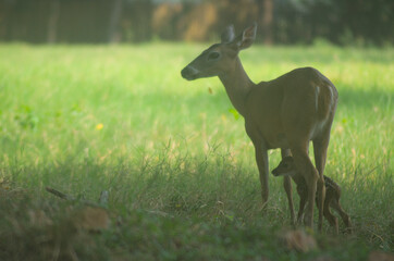 white tailed deer
