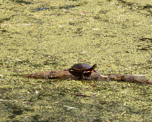 Turtle sitting on the trunk in pond