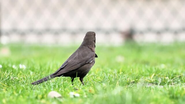 Merle noir (Turdus merula) observ&eacute; aux Jardins du Trocad&eacute;ro &agrave; Paris, d&eacute;tail du profil avec bec jaune