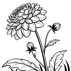 Dahlia Blooming time: Late summer to autumn