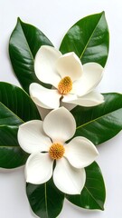 Two magnolia blossoms with large leaves