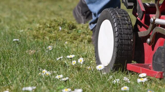 Professional gardener removes moss from green lawn with blooming white daisies using scarifier, moving it back and forth, improving grass health, enjoying the beauty of nature and working outdoors,