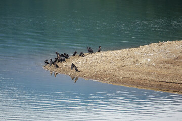 Cormorants at the Porma Reservoir