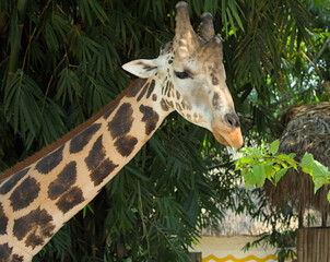 giraffe in the zoo