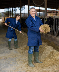Mature farmer feeds cows with straw in cowshed of dairy farm