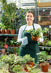 in flower shop, woman worker swaps pots with ivy bushes