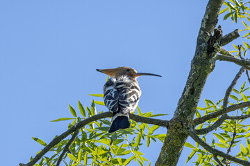 Hoopoe (Upupa epops) widespread across Europe Asia and Africa in open woodlands grasslands and gardens