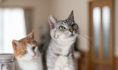 並んで見つめる可愛い二匹の猫