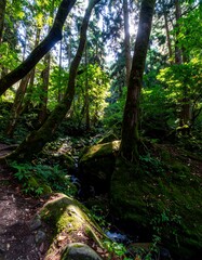 Fototapeta premium Lush forest scene with sunlight filtering through trees