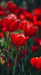 Fototapeta premium Vibrant red tulips full bloom under sunlight bold floral vertical background