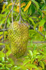 Graviola or Soursop, Annona muricata, a sweet fruit of broadleaf, flowering, evergreen tree. It is...