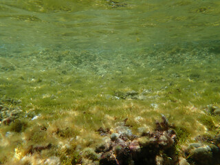 Macro green Algae growth in a still water pond. Algae and cyanobacteria are simple, plant-like organisms that live in water. 