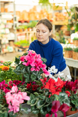 Fototapeta premium in flower shop, girl customer sees for first time bright and large cyclamen flower