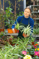 Flower shop consultant selects young chlorophytum bush to send to customer
