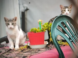 cat pet