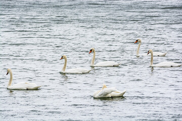 Swans swimming in Baltic Sea by Westerplatte
