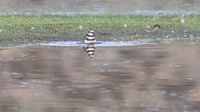 Slow motion of a Killdeer (Charadrius vociferus) bathing in the shallow waters of Shugru Reservoir in Lassen County, California.
