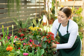 Female flower shop worker inspects kalanchoe flowers for injury in pots
