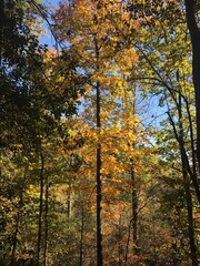autumn in the forest