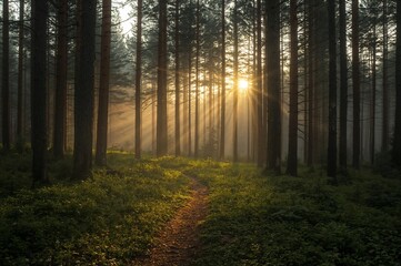 Obraz premium Sunrise in Misty Forest with Sun Rays Through Trees