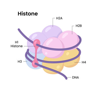 Vector illustration of chromatin and chromosome structure showing DNA and histone proteins, epigenetic marks, genes and protein interactions in an animal graphic drawing for education and research.