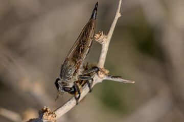 Robber Fly Attacking a Bee on a Branch (Macro Insect Photography)