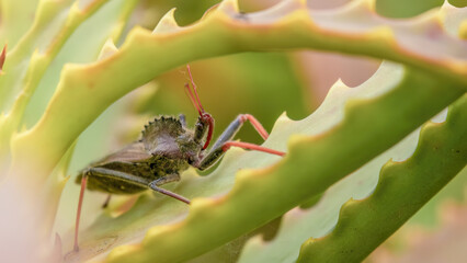 A big wheel bug crawling on an aloe candelabra leaf,  macrophotography captured in a garden in the eastern Andean mountains of central Colombia.