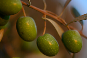 Organic Green Olives on Branch for Mediterranean Cuisine