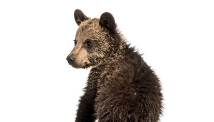 Fototapeta premium Close-up of a bear cub's head and back
