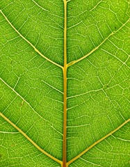 Obraz premium Close-up leaf veins