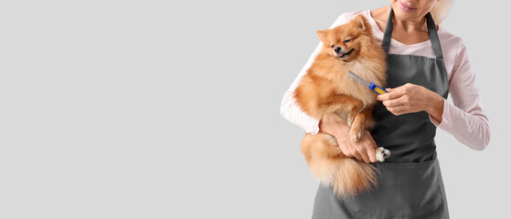 Female groomer taking care of cute Pomeranian spitz on grey background