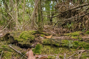 A decaying log covered in moss and some dried leaves, in a forest in the eastern Andean mountains of central Colombia, near the town of Villa de Leyva.