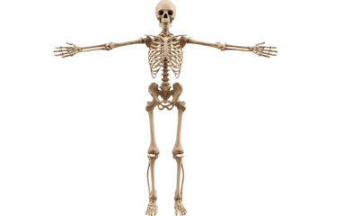  Skeleton full-body silhouette isolated on a transparent background, PNG file. 