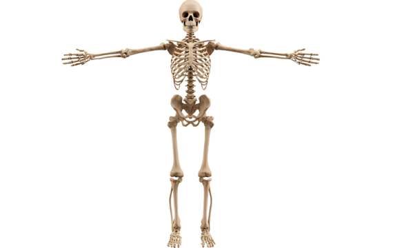  Skeleton full-body silhouette isolated on a transparent background, PNG file.  - Powered by Adobe