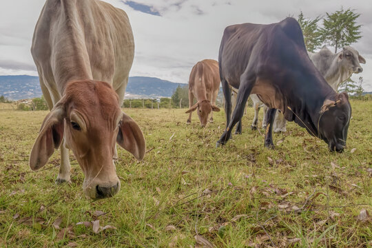 Gyr cows grazing on a field of grass in a farm in the eastern Andean mountains of central Colombia, near the town of Villa de Leyva.