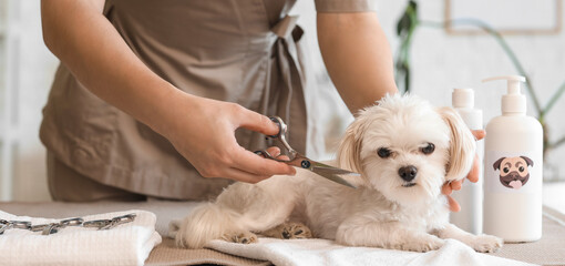 Female groomer with scissors taking care of cute Maltese dog in salon