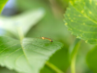紫陽花の葉に止まるキイロホソガガンボ