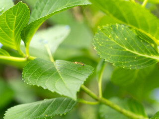 紫陽花の葉に止まるキイロホソガガンボ