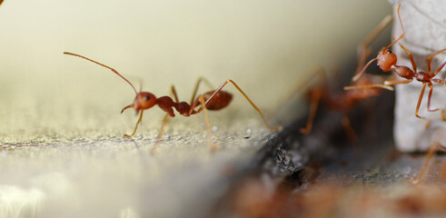 Asian weaver ant  is a species of arboreal ant found in tropical Asia and Australia.