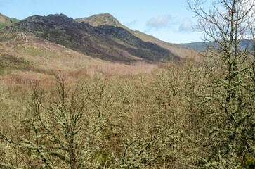 A Mountain Landscape in Spring with Flowering Heather. Concept The awakening of nature.